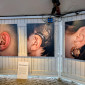 Drei große Fotografien sind an einer weißen Holzwand in einem Zelt montiert. Die Fotos zeigen Nahaufnahmen von Ohren. Das mittlere Foto zeigt ein Ohr mit einem Cochlea Implantat.